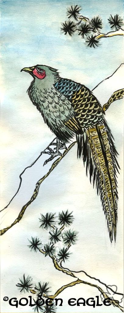 Acquerelli - Golden eagle